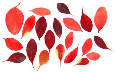 kırmızı böğürtlen dal ağaç yağlı boya kuru yaprak nesne isol çizmek