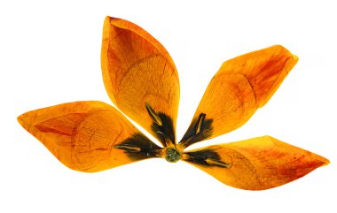 yağ lale perspektif çizmek, preslenmiş kuru hassas sarı, kırmızı, ya da