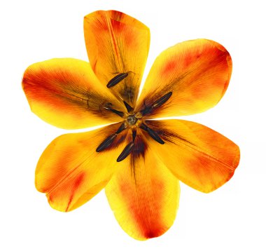 yağ lale perspektif çizmek, preslenmiş kuru hassas sarı, kırmızı, ya da