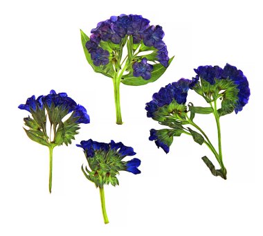 perspektif yağ çizmek, kuru dal çiçek lungwort, mavi seti