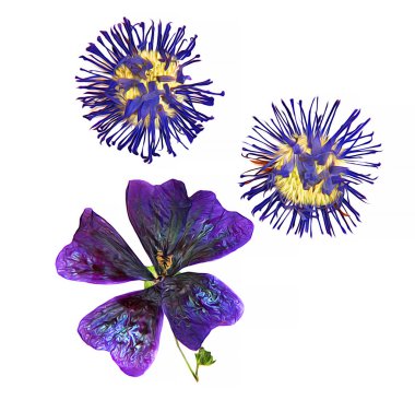 Alan ebegümeci, mavi cornflower, yağ çizmek perspektif, boya kuru d