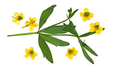 fırça boya kuru hassas küçük bahar çiçekleri preslenmiş yağ Beraberlik bir