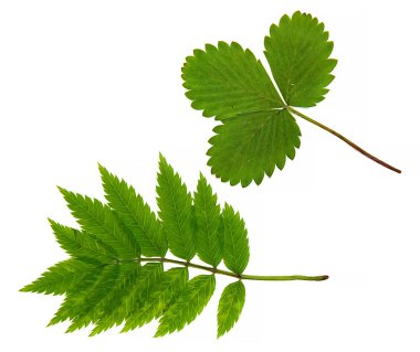 yağlı boya kuru sonbahar at kuyruğu yeşil yaprak, çilek, celandin