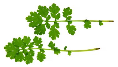 yağlı boya kuru sonbahar at kuyruğu yeşil yaprak, çilek, celandin