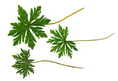 yağlı boya kuru sonbahar at kuyruğu yeşil yaprak, çilek, celandin