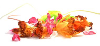 yağ sardunya çizmek, petunya, boya kuru narin çiçekler, yaprakları bir