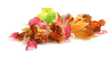 yağ sardunya çizmek, petunya, boya kuru narin çiçekler, yaprakları bir