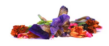 yağ sardunya, petunya, kuru narin çiçekler, yapraklar ve evcil hayvan çizmek