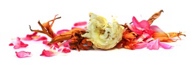 yağ sardunya, petunya, kuru narin çiçekler, yapraklar ve evcil hayvan çizmek