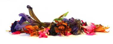 yağ sardunya, petunya, kuru narin çiçekler, yapraklar ve evcil hayvan çizmek