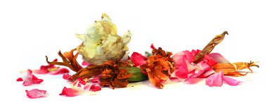 yağ sardunya, petunya, kuru narin çiçekler, yapraklar ve evcil hayvan çizmek