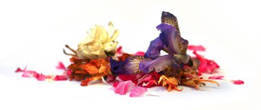 yağ sardunya, petunya, kuru narin çiçekler, yapraklar ve evcil hayvan çizmek