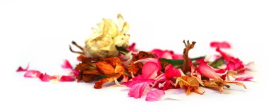 yağ sardunya, petunya, kuru hacim hassas çiçekler, yapraklar çizmek 