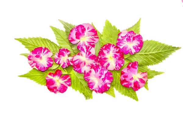 bitkilerin kurutulmuş sonbahar yaprakları çizim, çiçek ve dalları iso