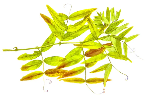 Drawing of dried fall leaves of plants, flowers and branches iso — Stock Photo, Image