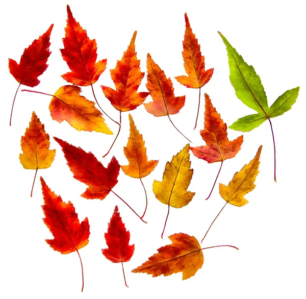 Zeichnung von getrockneten Herbstblättern von Pflanzen und Ästen isoliert el — Stockfoto