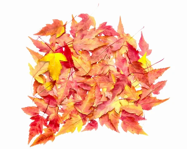 Zeichnung von getrockneten Herbstblättern von Pflanzen, Blumen und Zweigen iso — Stockfoto