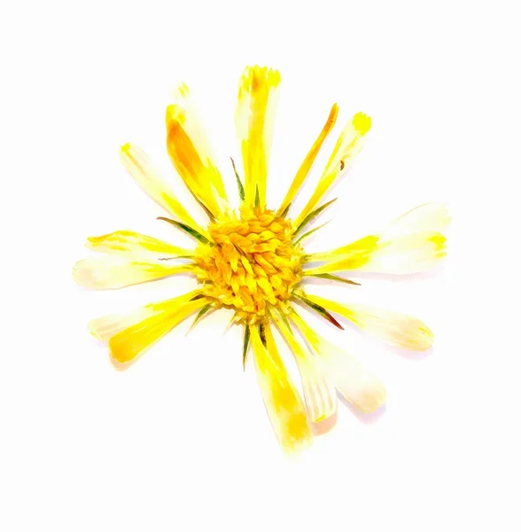 Dibujo de flor soleada brillante seca — Foto de Stock