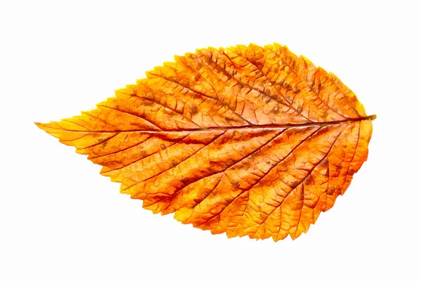 Tekening van gedroogde herfst bladeren van planten, bloemen en takken ISO — Stockfoto