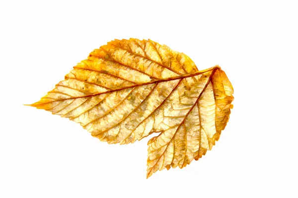 Boya kuru sonbahar gümüş yaprak ahududu elemanları — Stok fotoğraf