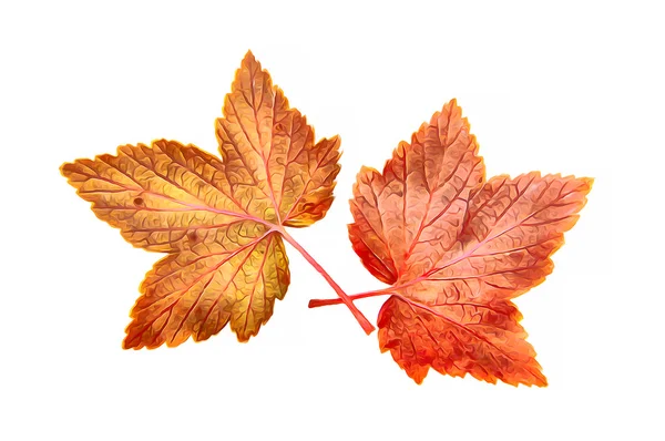 Ölzeichnung von getrockneten Herbstblättern von Pflanzen, bunte Ahornblätter — Stockfoto