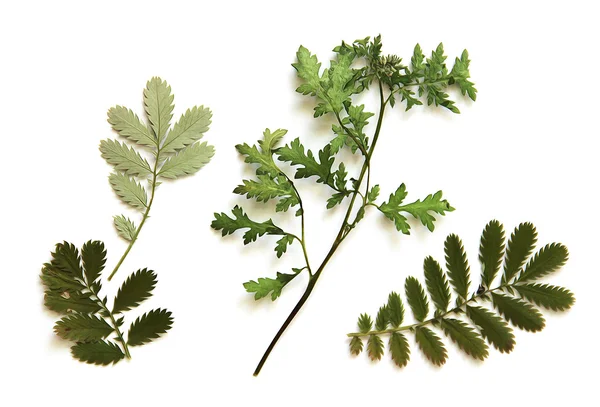 yağlı boya kuru sonbahar yaprak ahududu, adaçayı, üvez, 