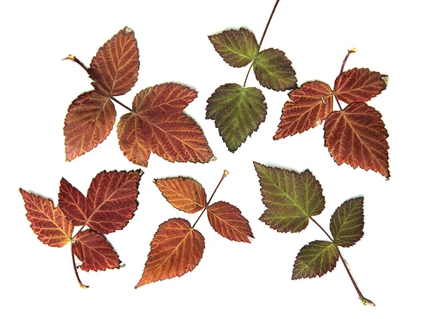 yağlı boya kuru ahududu, parlak renkler sonbahar yaprak 