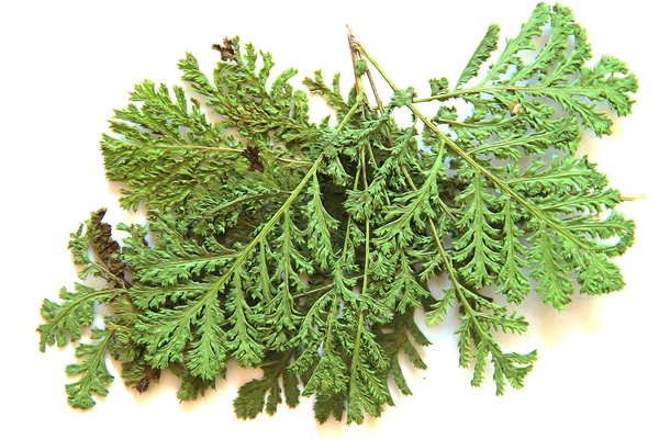 fern, fren, çim izole, yağlı boya kuru sonbahar yaprak