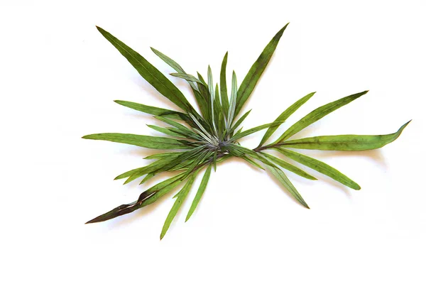 Oljefärg torr Höstlöv av gräs, isolerade blad på vit rygg — Stockfoto