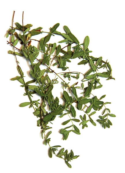 Olie Trek hortensia, trek van droge herfst blad, bloemen en takken — Stockfoto