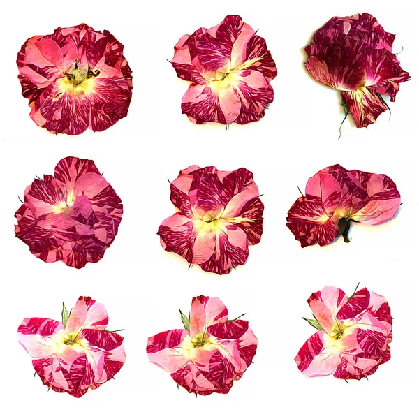 Малюнок олії троянда, малюнок сухих осінніх сухих квітів олійна фарба ізольована — стокове фото