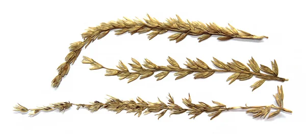Ziehen Getreide, trockener Maisstiel, Ähre, Getreide Getreide isoliert auf weiß — Stockfoto