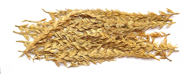 mısır gevreği çizmek, kuru mısır sapı, kulak, tahıl tahıl beyaz izole