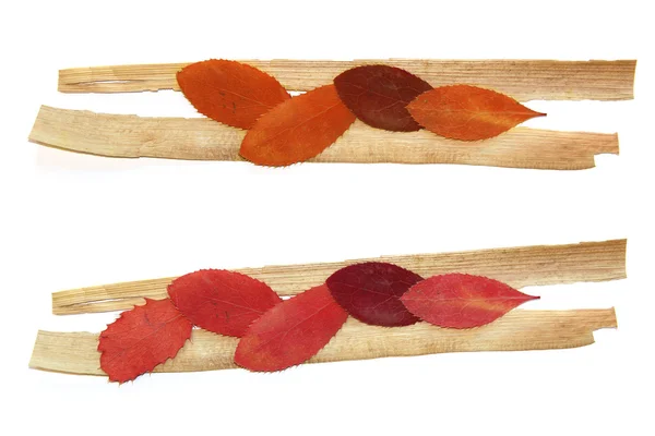 Farba irys kropla liść olej na białym tle upadek wylosowany suchy — Zdjęcie stockowe