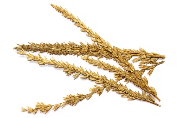 mısır gevreği çizmek, kuru mısır sapı, kulak, tahıl tahıl beyaz izole