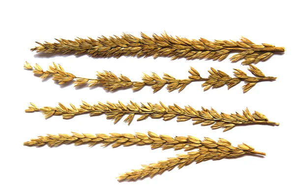 mısır gevreği çizmek, kuru mısır sapı, kulak, tahıl tahıl beyaz izole