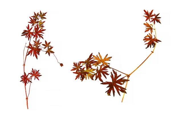 Pintura al óleo hoja seca, hojas de hierba de color rojo brillante en forma de un — Foto de Stock