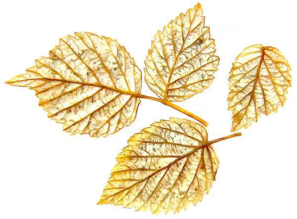 Rysunek suszonych liści jesienią roślin, kwiatów i gałęzi ISO — Zdjęcie stockowe