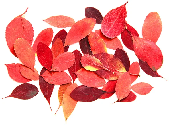 Farba olejna Suchy liść z czerwonego berberysu oddział drzewo rysować obiekt Isol — Zdjęcie stockowe