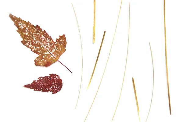 Ölfarbe trockenes Blatt des roten Ahornbaums zeichnen Objekt isolieren — Stockfoto