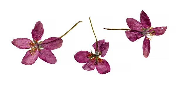 Óleo desenhar pincel pressionado pintar flores rosa delicadas secas e pétala — Fotografia de Stock