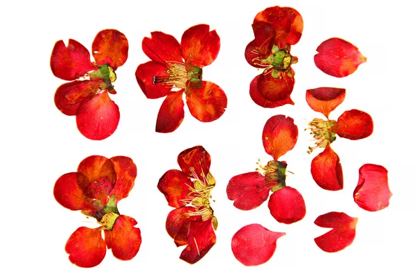 yağ kuru çiçek perspektif çizmek, preslenmiş kuru narin kırmızı akış