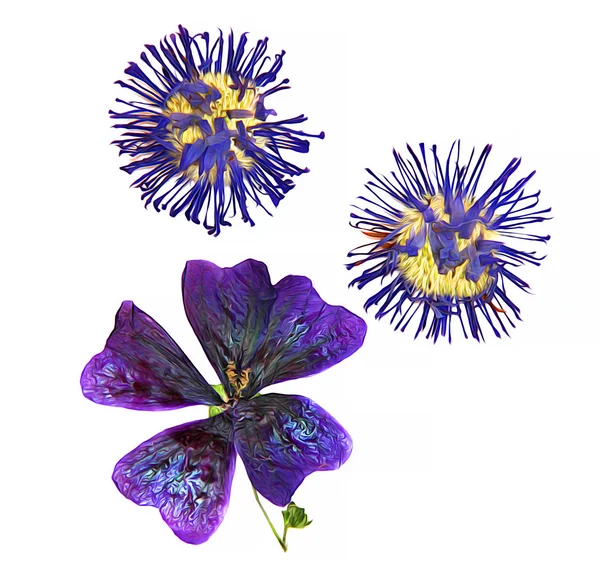 Alan ebegümeci, mavi cornflower, yağ çizmek perspektif, boya kuru d