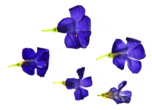 Óleo desenhar perspectiva gentiana, pintar flores delicadas frescas e — Fotografia de Stock