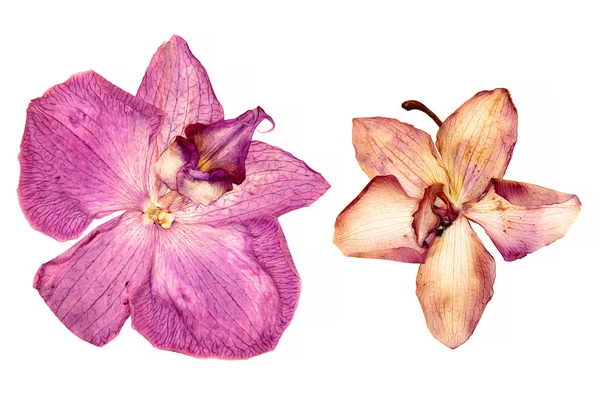 Orquídea rosa, perspectiva de desenho de óleo, pintar flores delicadas secas e — Fotografia de Stock