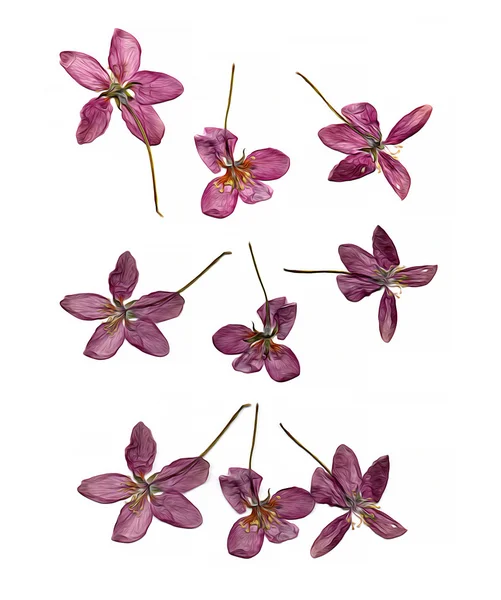 压油油漆精致的粉红色花和苹果的花瓣从 — 图库照片