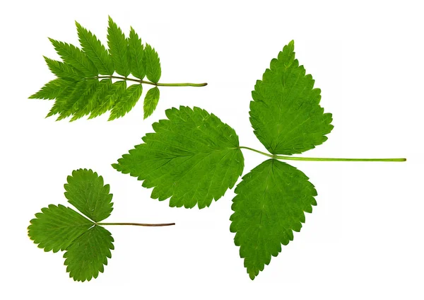 Ölfarbe trockener Herbst grünes Blatt Schachtelhalm, Erdbeere, Sellandin — Stockfoto