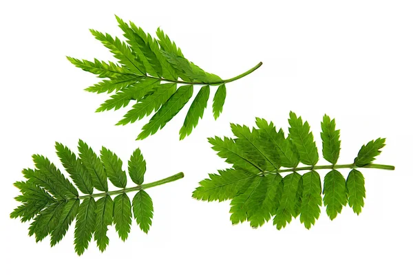 Oljefärg torr falla grönt blad av åkerfräken, jordgubb, celandin — Stockfoto