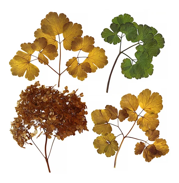 Aquilegia, trekken olie gedroogde herfst bladeren geïsoleerde elementen — Stockfoto