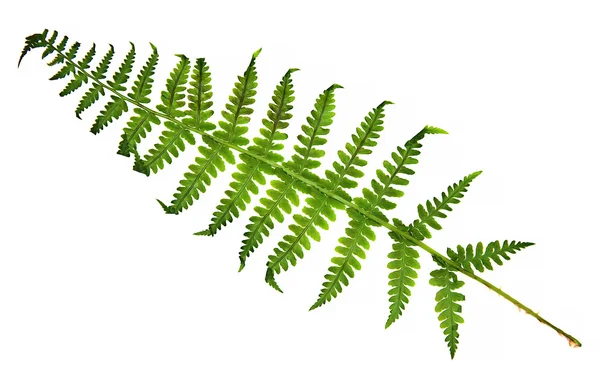 Масло краски сухой осенью зеленый лист хвоста, клубника, селандин — стоковое фото